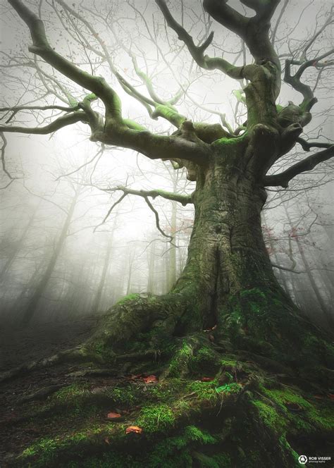 The crossing witch tree as a symbol of female empowerment